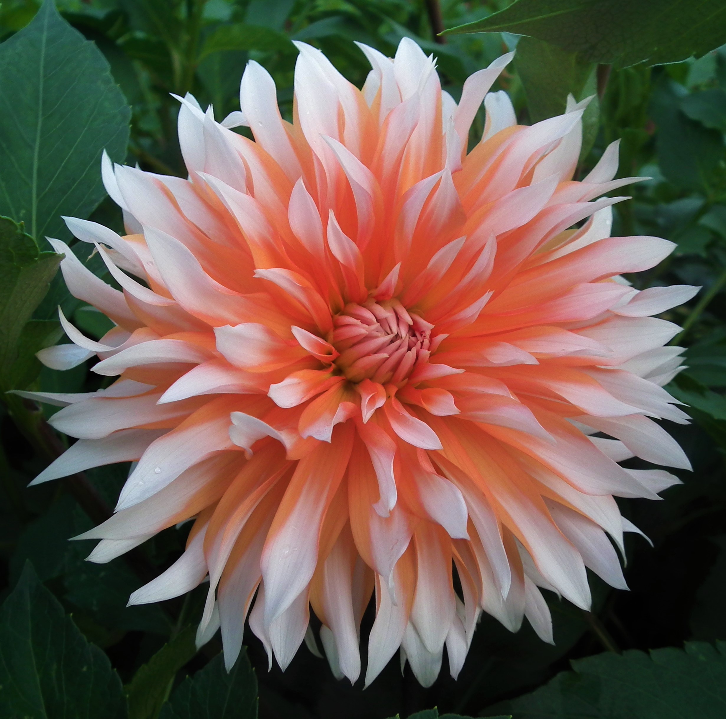 Dahlia Orange & Snow